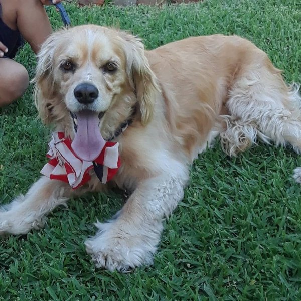 Safe Cocker Spaniel in Azusa, CA