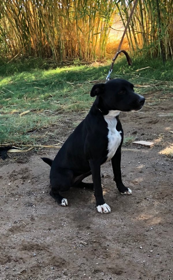 Safe Pit Bull in Buckeye, AZ