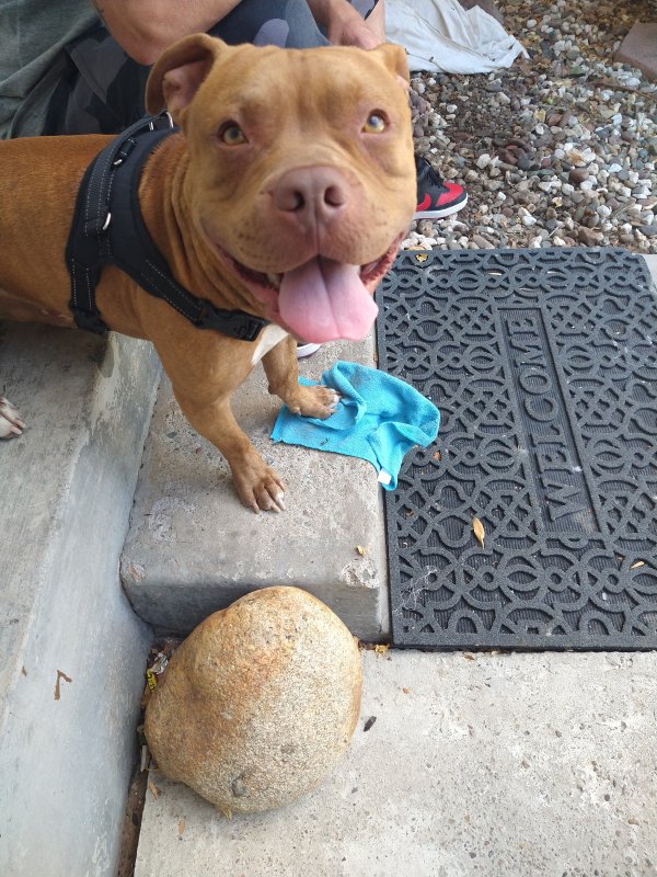 Safe Pit Bull in Antioch, CA