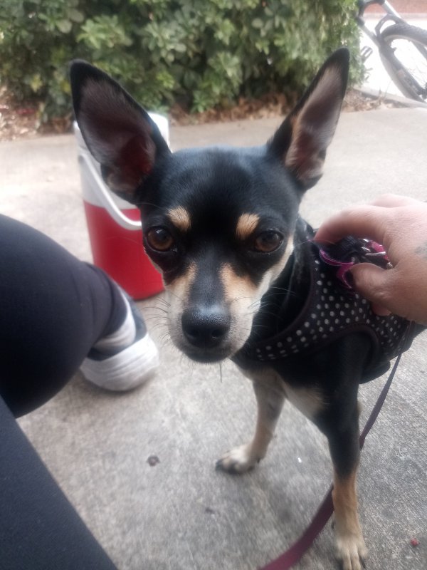 Safe Chihuahua in Fort Worth, TX