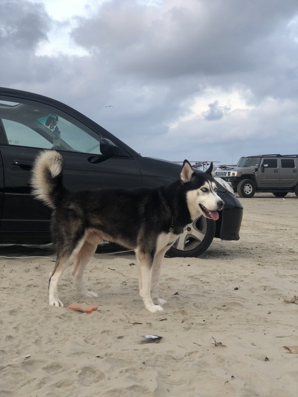 Safe Siberian Husky in Houston, TX