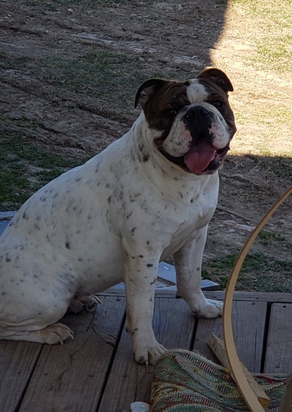 Safe English Bulldog in Mount Solon, VA