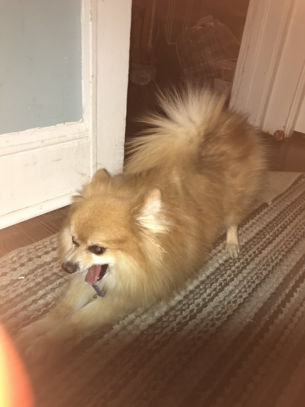 Safe Pomeranian in Irvington, NJ