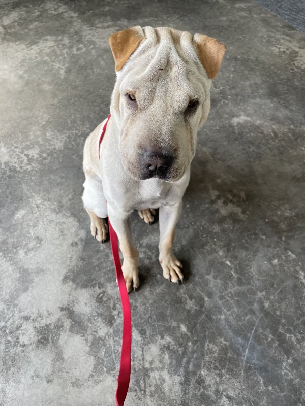 Safe Chinese SharPei in Kirkland, WA