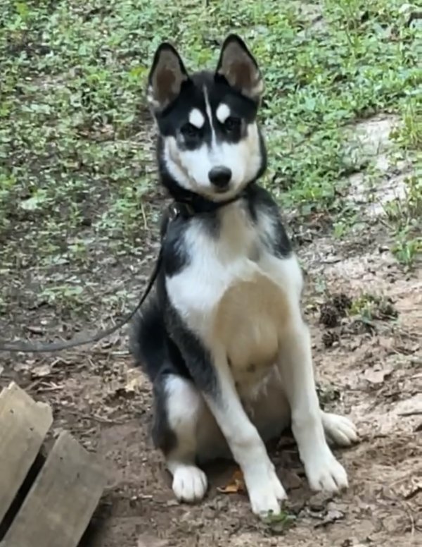 Safe Siberian Husky in Lithonia, GA
