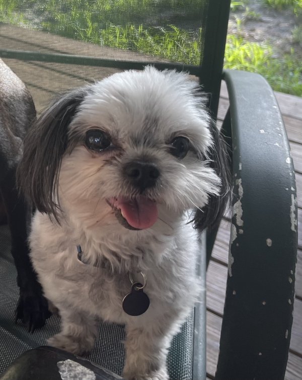 Safe Shih Tzu in Bradenton, FL