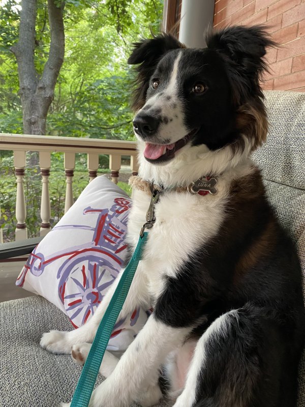 Safe Border Collie in Pittsburgh, PA US
