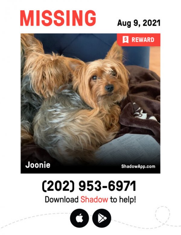 Safe Yorkshire Terrier in Herndon, VA