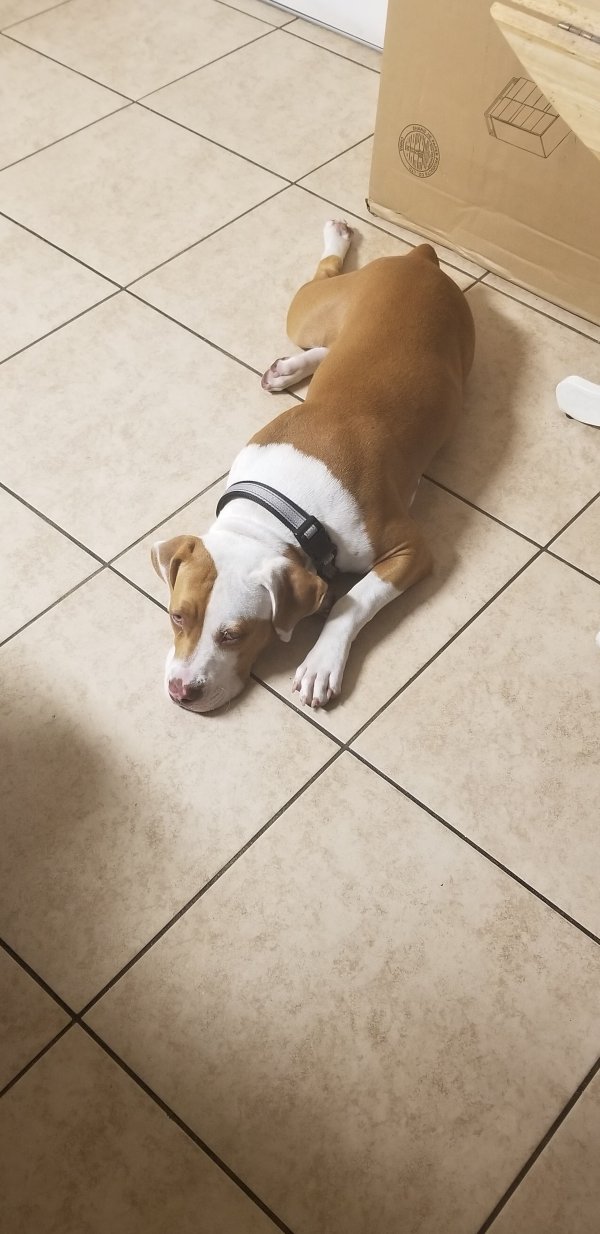 Safe Pit Bull in Homestead, FL