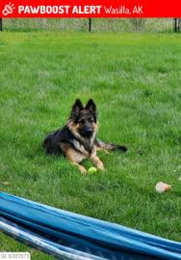 Safe German Shepherd Dog in Wasilla, AK