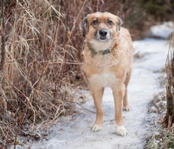 Safe Mutt in Wasilla, AK