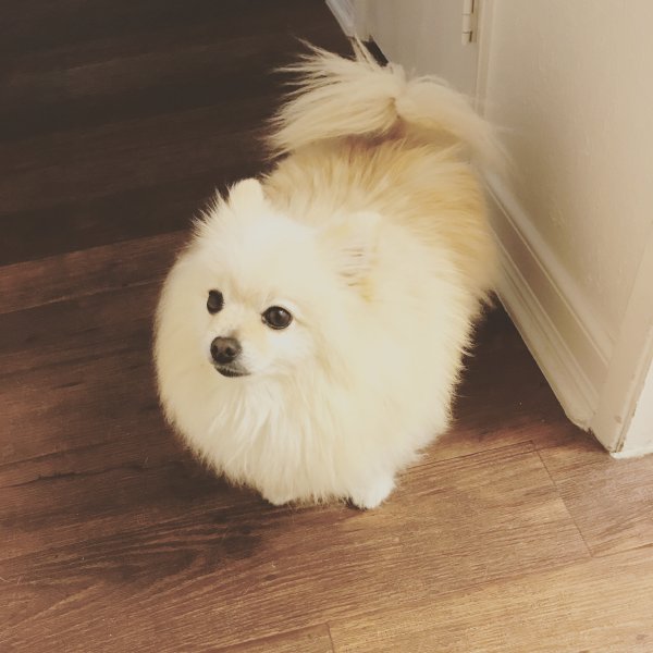 Safe Pomeranian in Richmond, CA