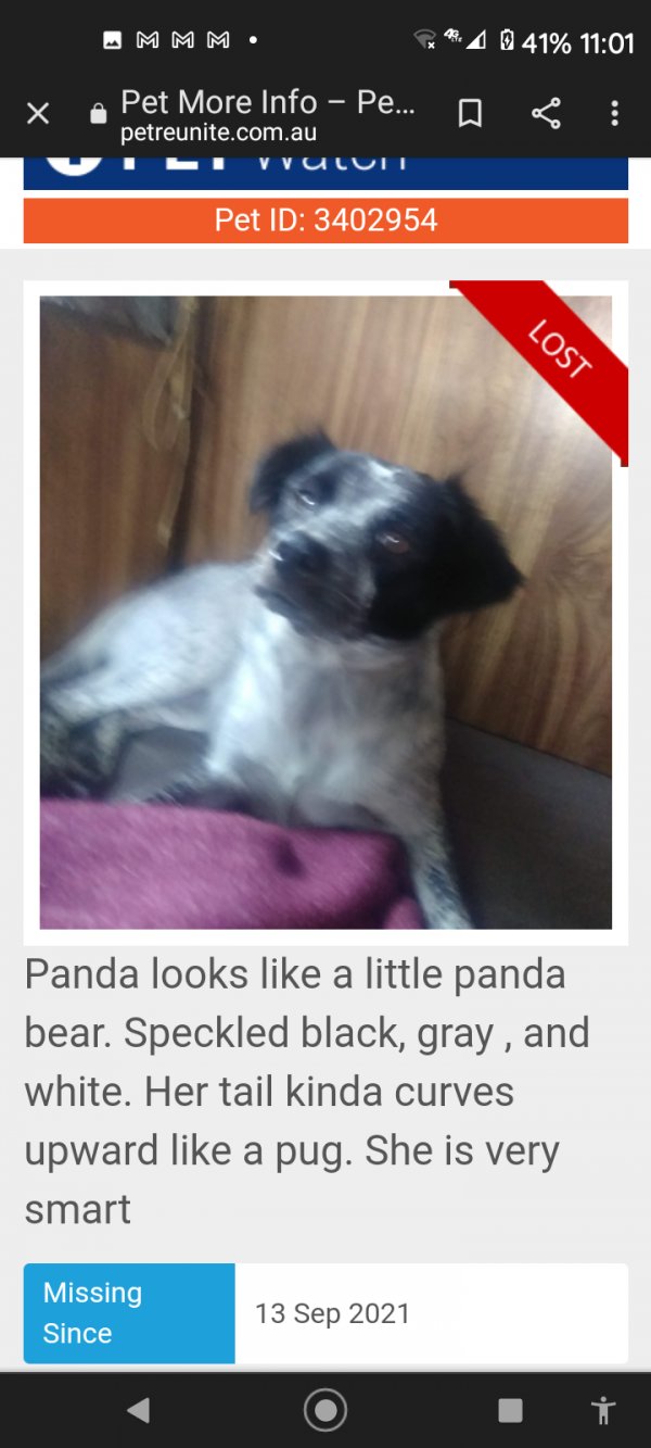 Lost Mutt in Delhi, CA