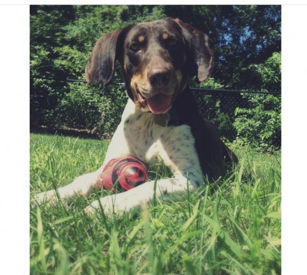 Safe Basset Hound in Oxford, MA