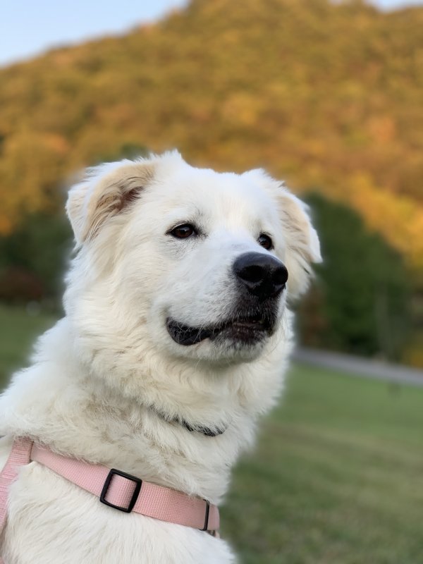 Safe Great Pyrenees in Bristol, TN