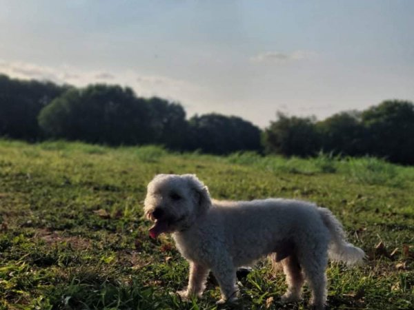 Safe Bichon Frise in Garland, TX