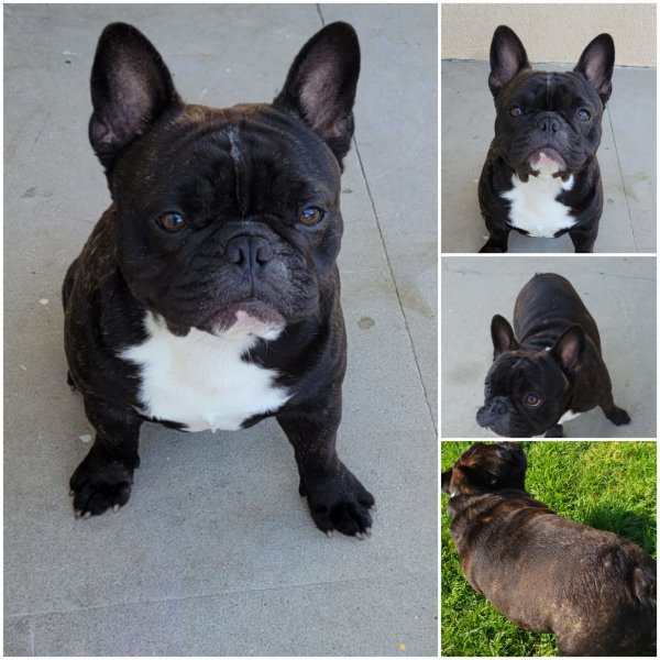 Safe French Bulldog in Inglewood, CA