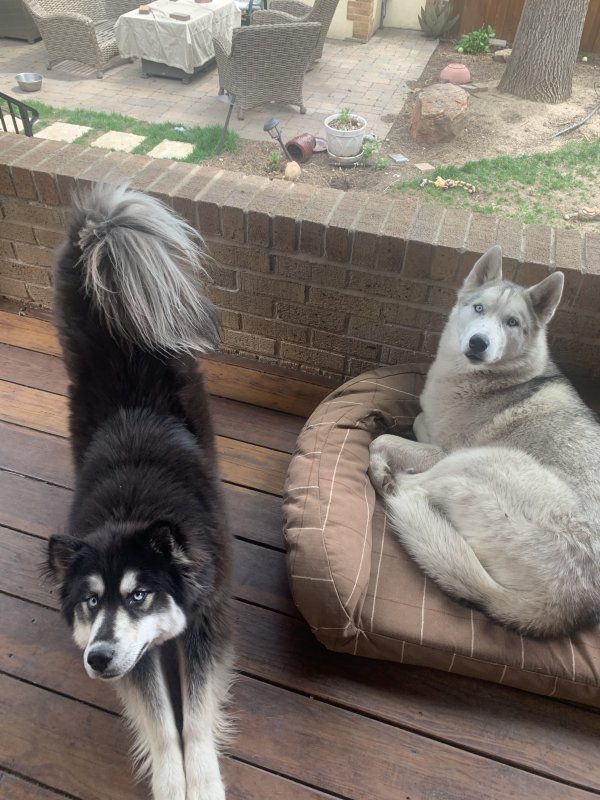 Safe Siberian Husky in Denver, CO