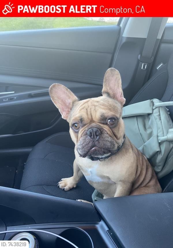 Safe French Bulldog in Compton, CA