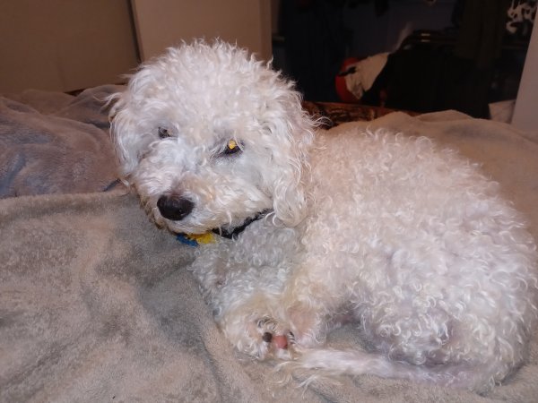 Safe Poodle in Long Beach, CA