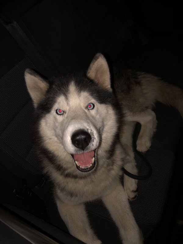 Safe Siberian Husky in Chino, CA