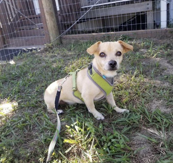 Safe Chihuahua in ORLANDO, FL