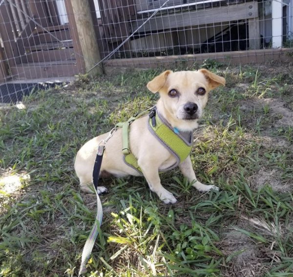 Safe Chihuahua in Orlando, FL