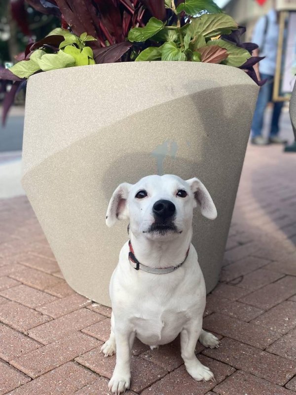 Safe Jack Russell Terrier in Annandale, VA