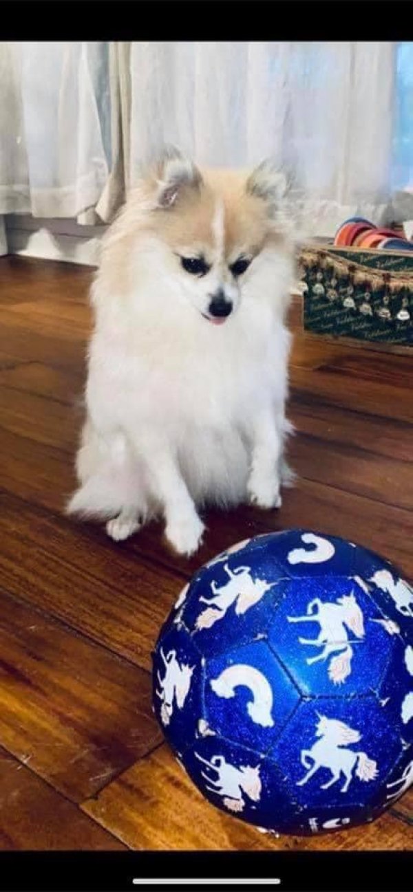 Safe Pomeranian in Richmond Hill, GA