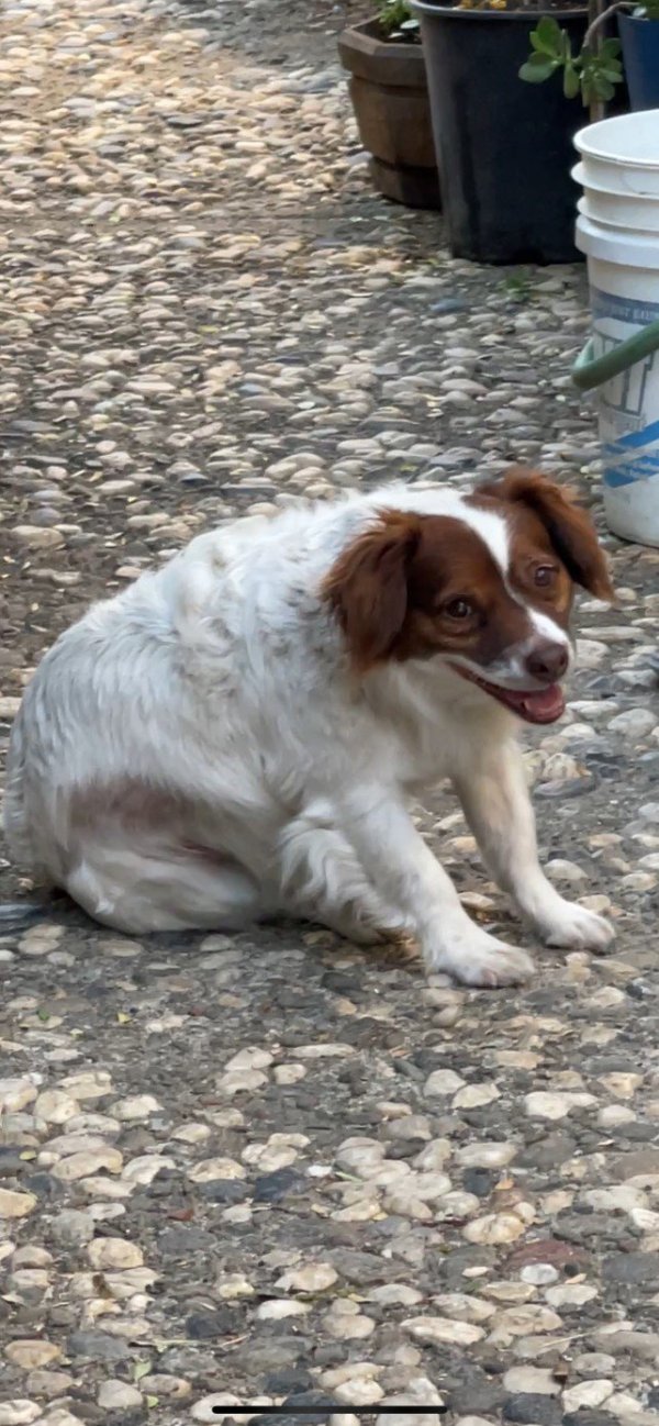 Safe Jack Russell Terrier in Newark, CA