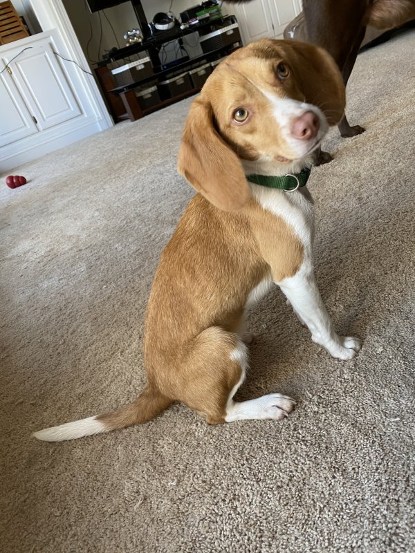 Safe Beagle in Locust Grove, VA