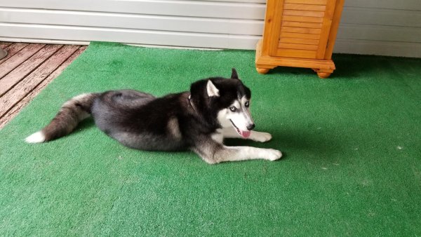 Safe Siberian Husky in Woodbridge, VA