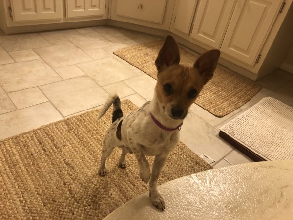 Safe Chihuahua in Carrollton, TX