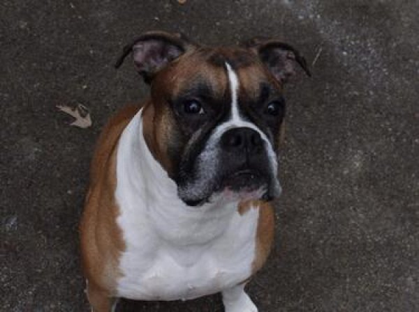 Safe Boxer in Stone Mountain, GA