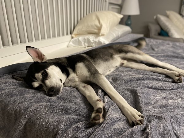 Safe Siberian Husky in Houston, TX