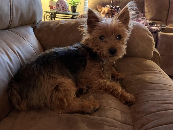 Safe Yorkshire Terrier in Allen, TX