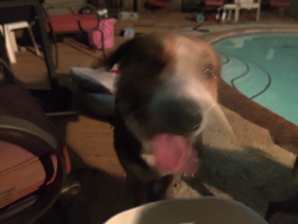Safe Mutt in Houston, TX