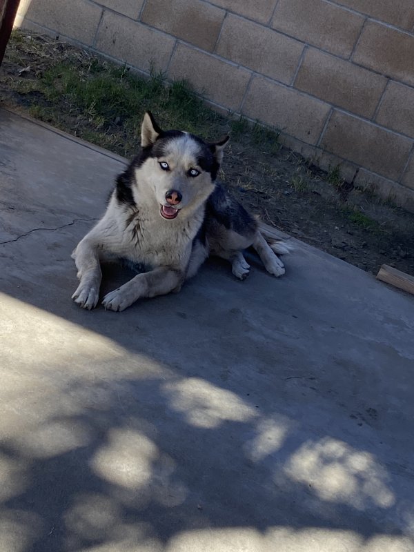 Safe Siberian Husky in South Gate, CA