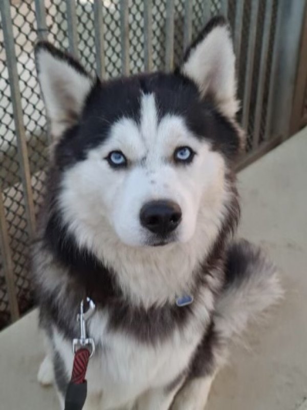 Safe Siberian Husky in Lynwood, CA