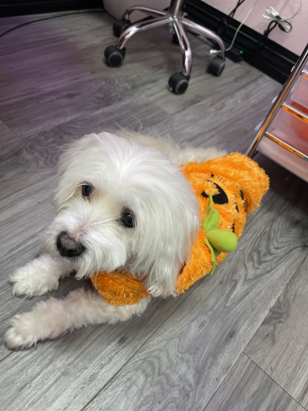 Safe Maltese in Houston, TX
