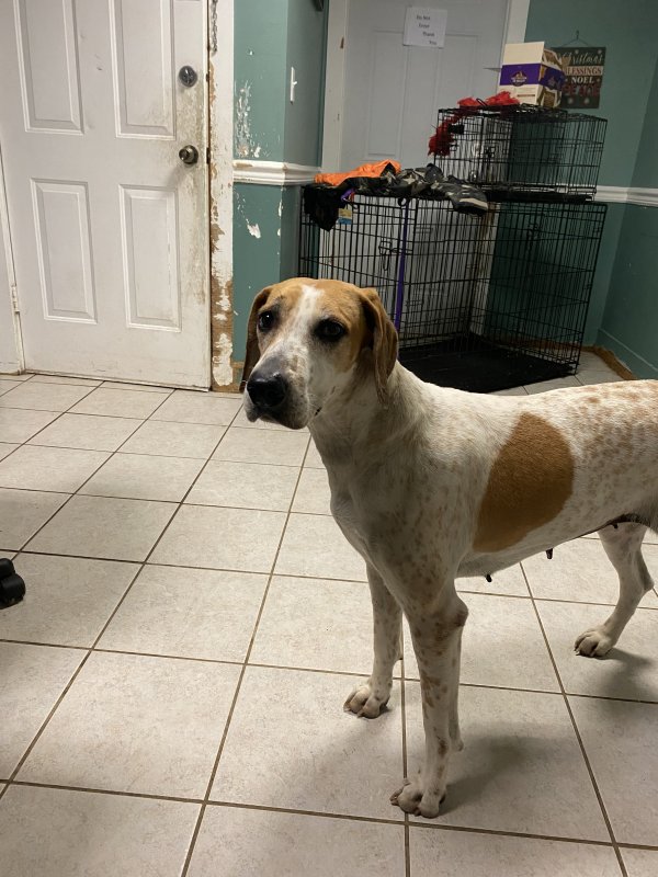Safe American Foxhound in Mamaroneck, NY