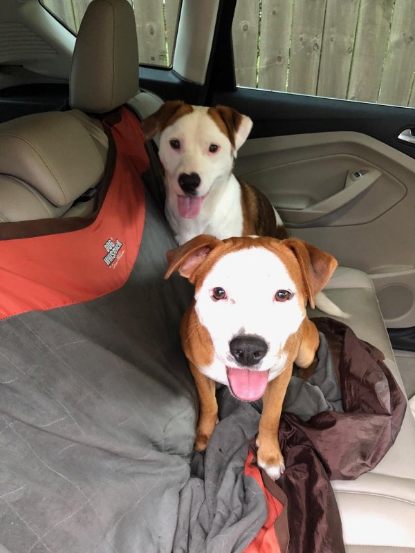 Safe Mutt in Houston, TX