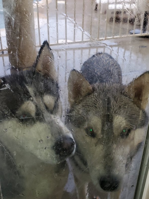 Safe Siberian Husky in Moreno Valley, CA