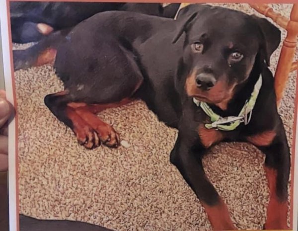 Safe Rottweiler in Palmer, AK