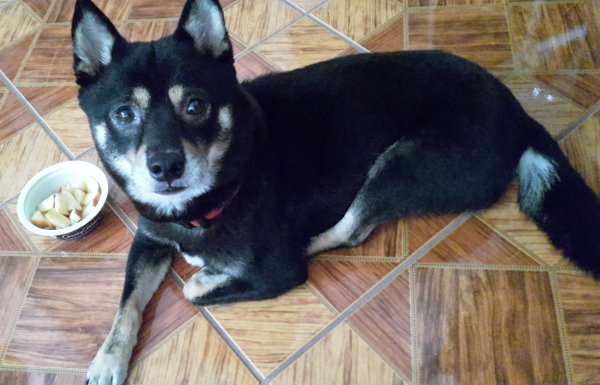 Safe Shiba Inu in Fort Washington, MD