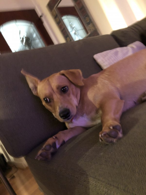 Safe Cardigan Welsh Corgi in Houston, TX