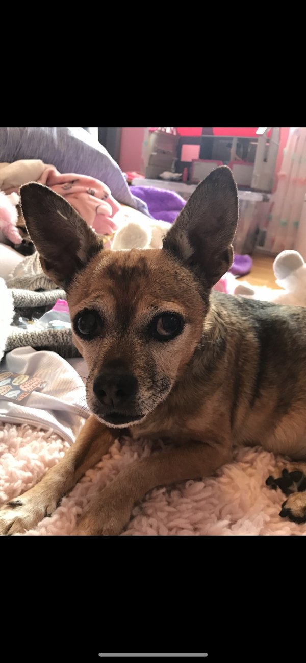 Safe Chihuahua in Plantsville, CT