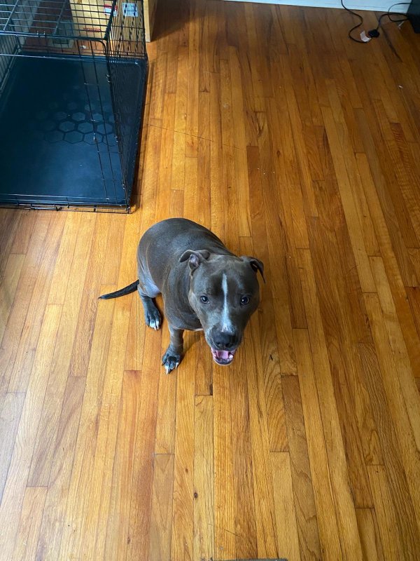Safe Pit Bull in Decatur, GA