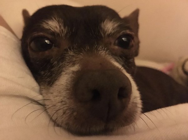 Safe Chihuahua in La Mirada, CA