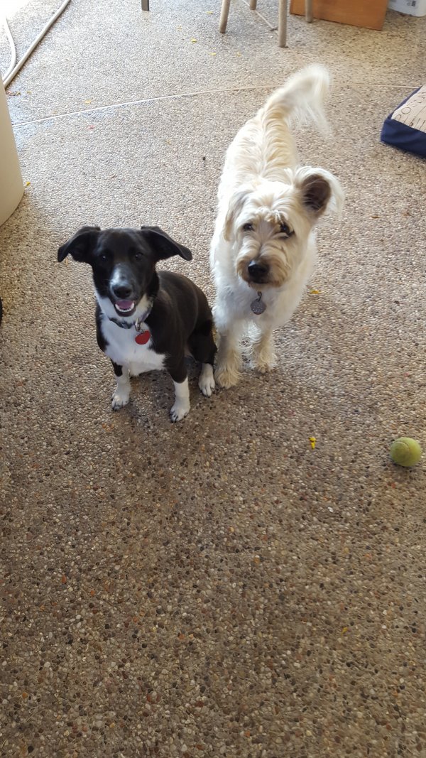 Safe Mutt in Spring, TX